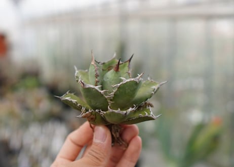 Agave Black fire F NO.4 (G)
