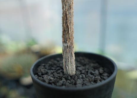 デロニクス　プミラ　Delonix pumila
