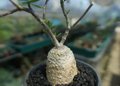 フォッケア　エデュリス　”火星人”　Fockea edulis  No.1