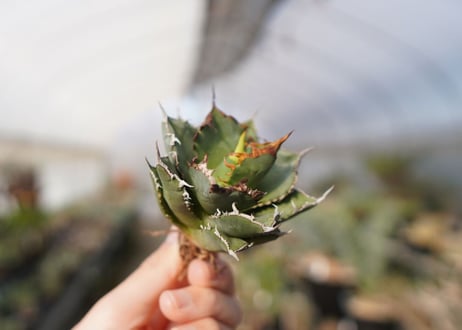 agave titanota FO-76  No.14