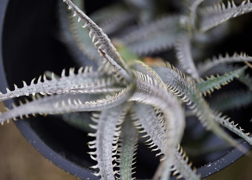 Dyckia Unicorn | mana's farm:塊根植物・アガベ・ドライガーデン植物