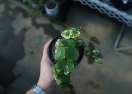 亀甲竜　Dioscorea elephantipes　C2
