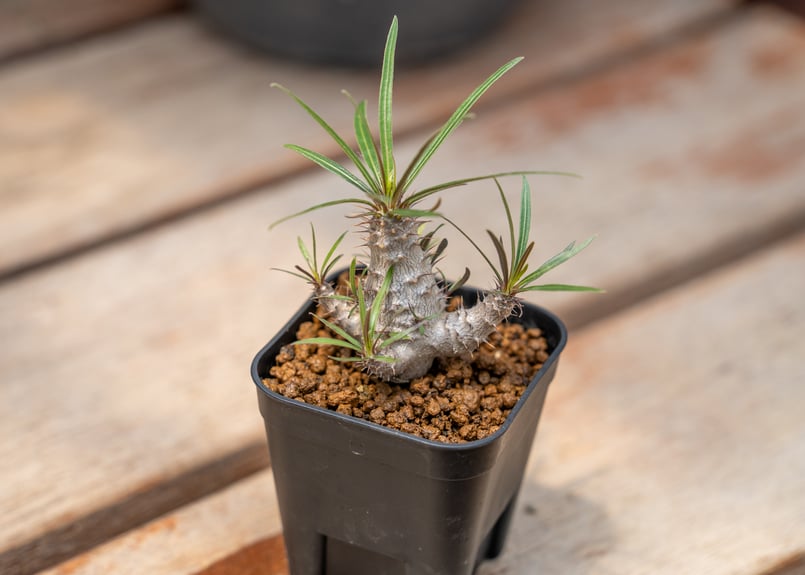 パキポディウム グラキリス ファシクラータ プルプシー 実生 他 パキポディウム グラキリス 沖縄実生 | mana's farm:塊根植物