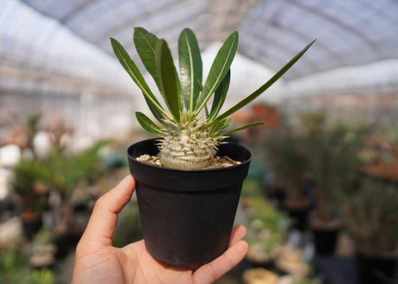 パキポディウム 恵比寿大黒 NO.1 | mana's farm:塊根植物・アガベ