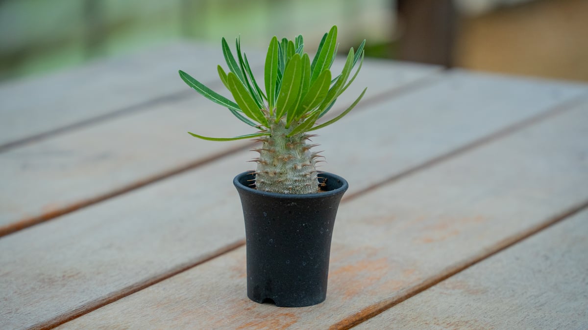 パキポディウム グラキリス × デンシフローラム NO.1 | mana's farm:塊