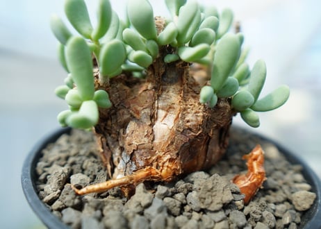 ケラリア　ピグマエア　Ceraria pygmaea 　No.5