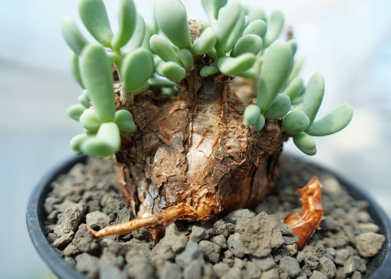 ケラリア ピグマエア Ceraria pygmaea No.5 | mana's farm: