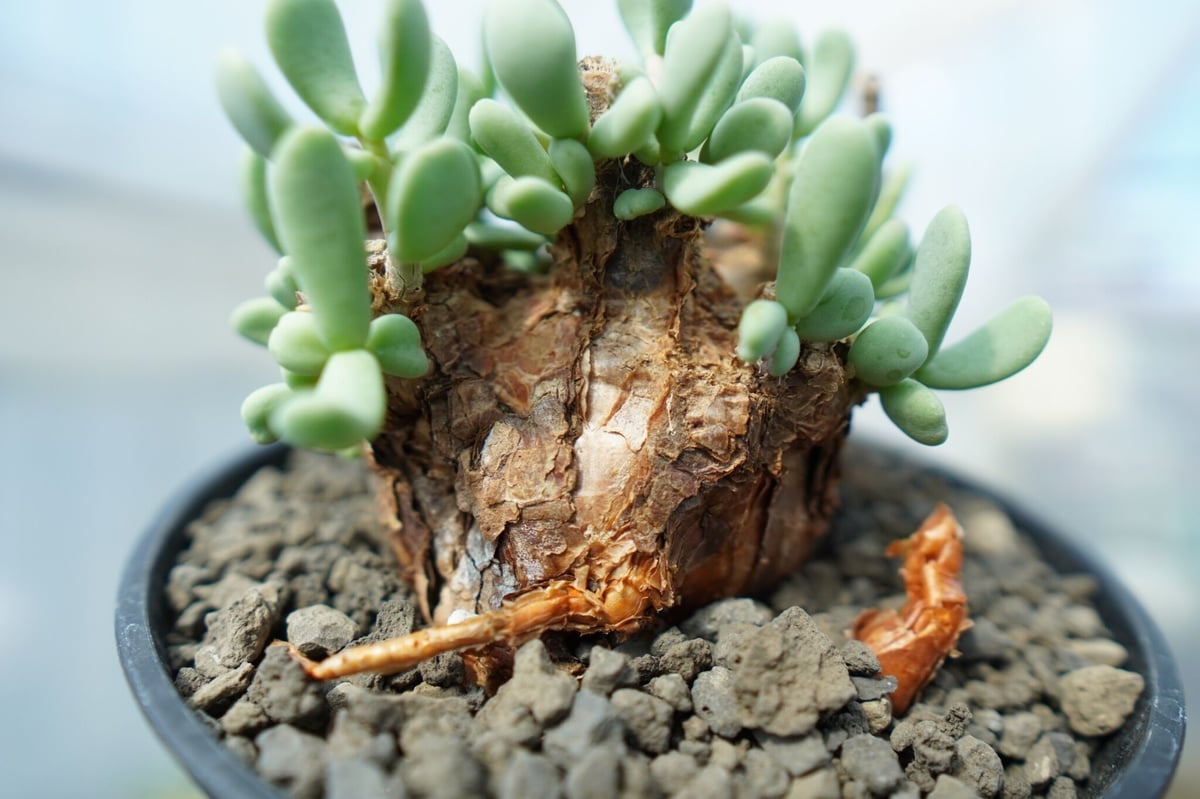 ケラリア ピグマエア Ceraria pygmaea No.5 | mana's farm: