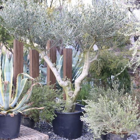 オリーブ　太木挿し　発根済み　小豆島産　古木　盆栽 オリーブ 太木挿し 発根済み 小豆島産 古木 盆栽