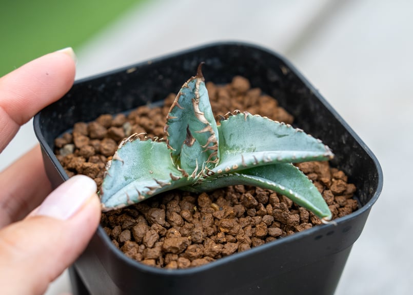 アガベ ライオンズメーン 特選青白 限定親株出品 アガベ ライオンズ