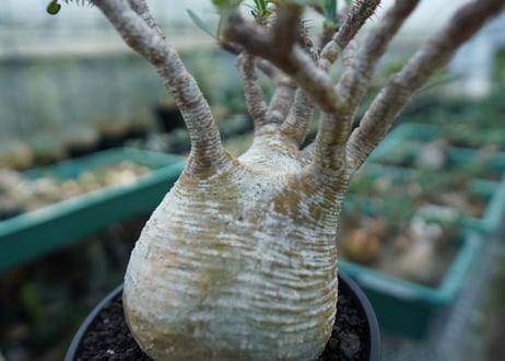パキポディウム　グラキリス　 Pachypodium Gracilius  No.1