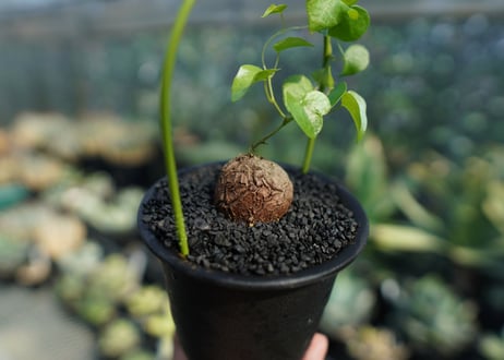 亀甲竜　Dioscorea elephantipes No.5