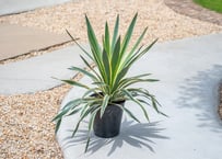 Dyckia tracking code FWF | mana's farm:塊根植物・アガベ