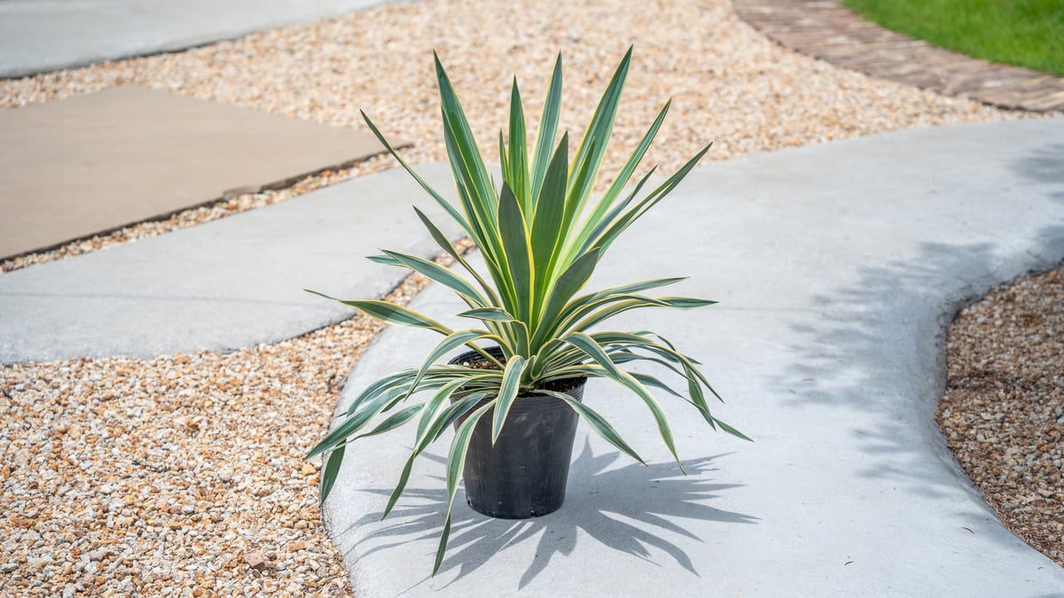 アツバキミガヨラン　♻️リユース観葉植物 アツバキミガヨラン | mana's farm:塊根植物・アガベ・ドライガーデン