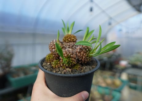 ユーフォルビア　鉄甲丸  Euphorbia bupleurifolia　E7