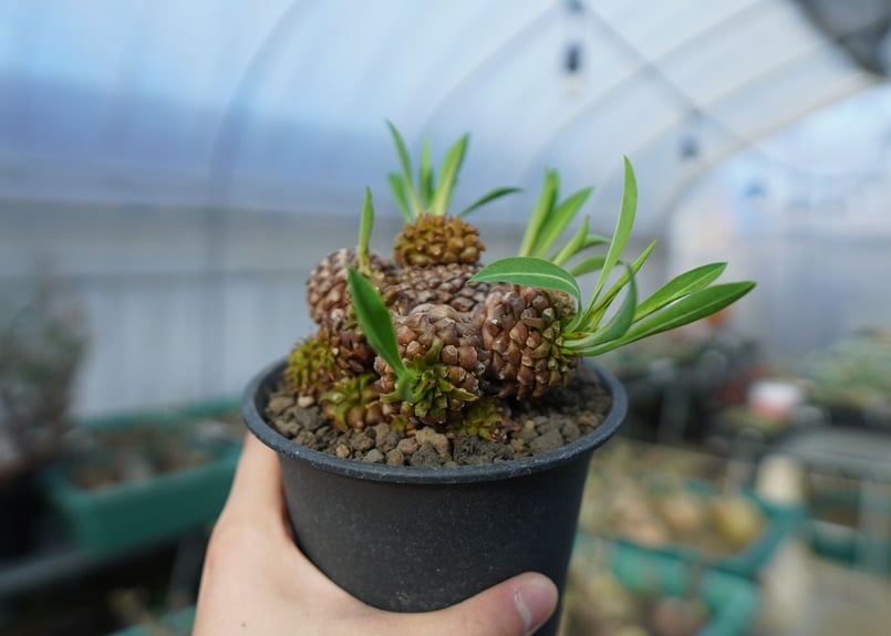 ユーフォルビア 鉄甲丸 Euphorbia bupleurifolia E7 | mana'