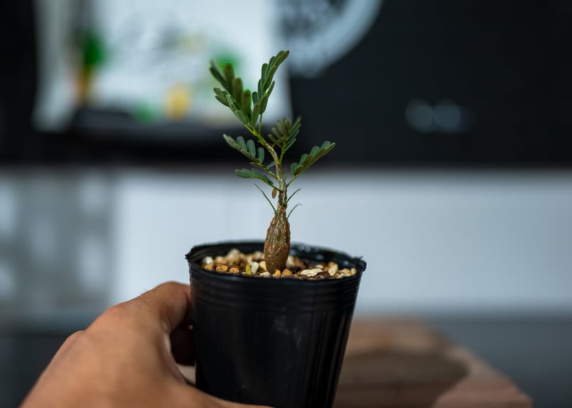 センナ メリディオナリス 現地株並の実生株 抜き苗にて着払い センナ
