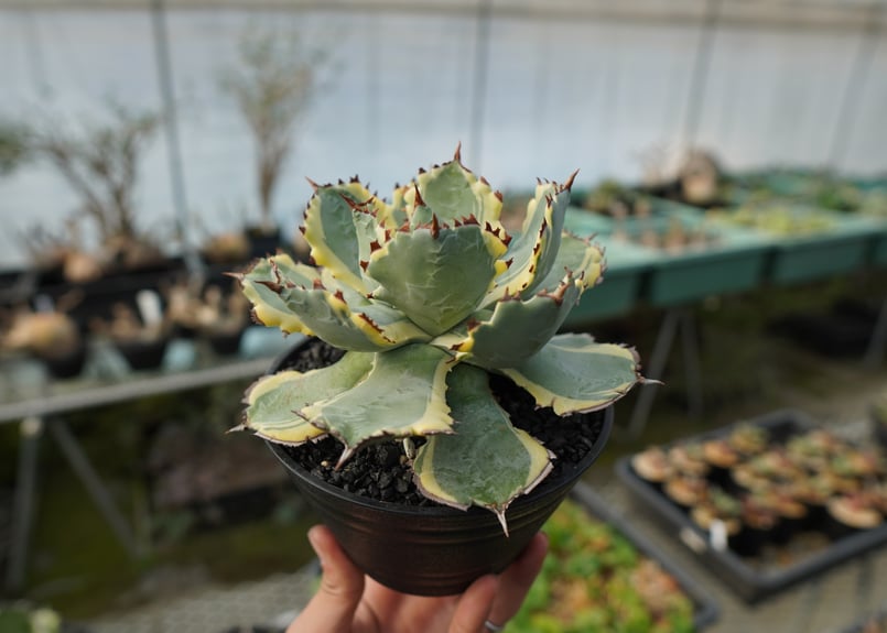 アガベ 兜蟹錦 連棘 Agave isthmensis “Kabutogani” varieg
