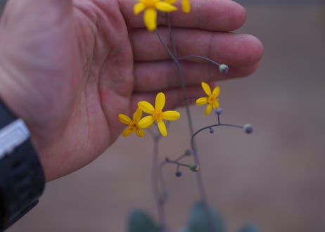 オトンナ　トリプルネルビア Othonna triplinervia