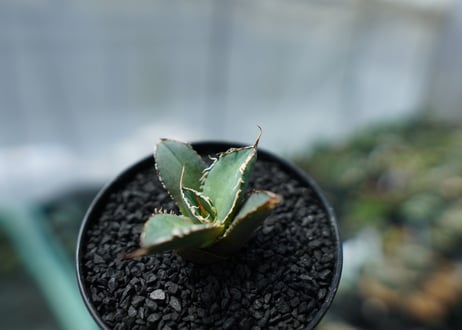アガベ　チタノタ　FO-76　agave titanota  FO-76　No.2