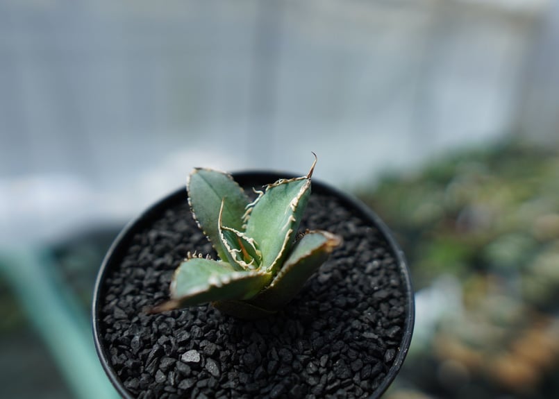 アガベ チタノタ FO-76 agave titanota FO-76 No.2 | man