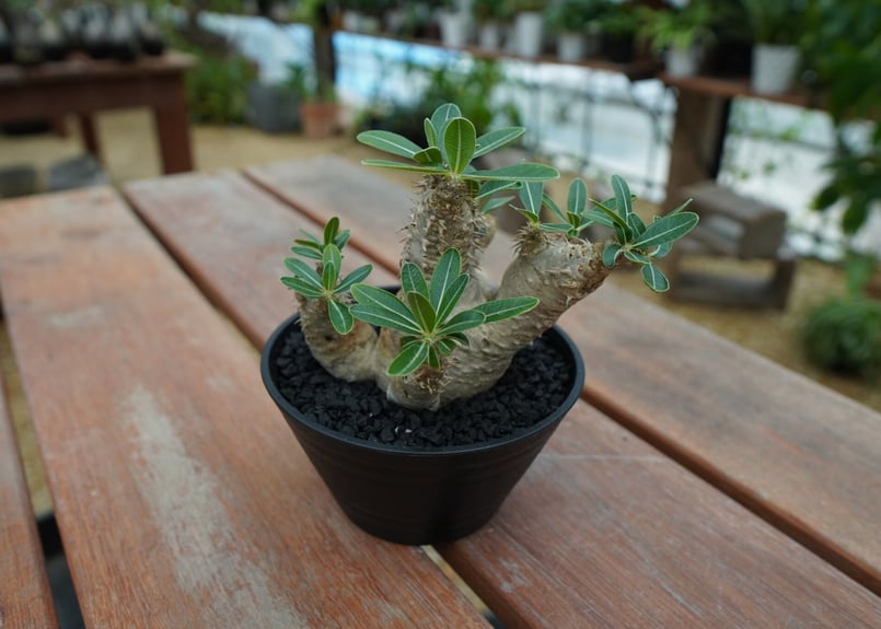 パキポディウム デンシフローラム Pachypodium densiflorum No.4
