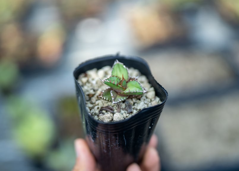 アガベ オテロイ 沖縄実生 | mana's farm:塊根植物・アガベ・ドライ