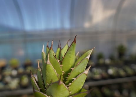 ×agave titanota 剣竜　No.7