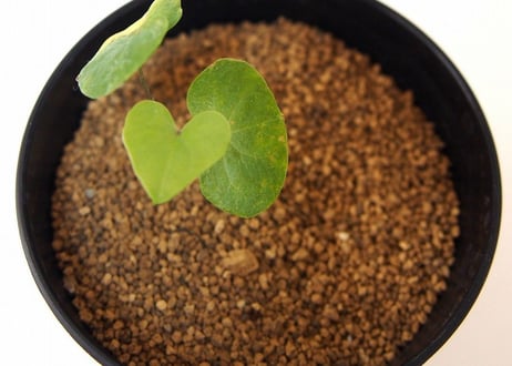 亀甲竜 ディオスコレア エレファンティペス  dioscorea elephantipes 　実生苗