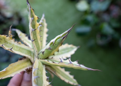 Agave xylonacantha “Frostbite”  NO.2
