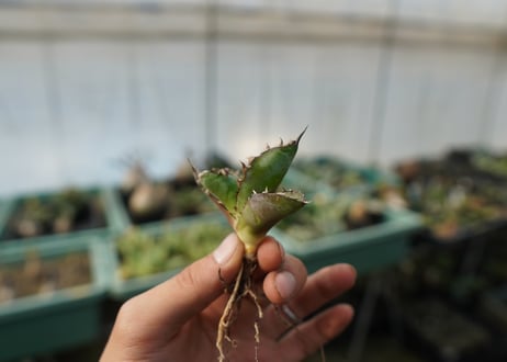 【抜き苗】アガベ　チタノタ　 ブラックアンドブルー 　Agave titanota black and blue
