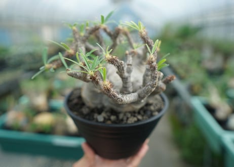 パキポディウム　グラキリス　 Pachypodium Gracilius　No.3