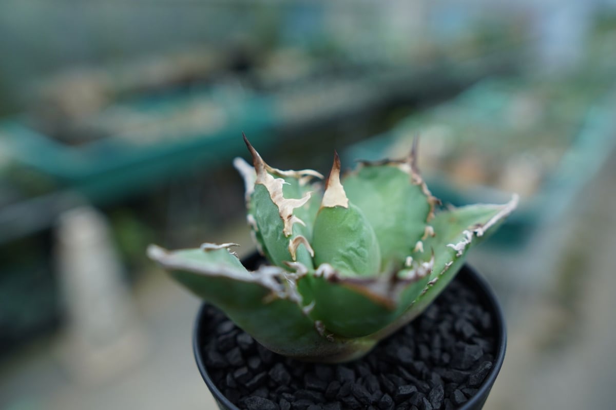 アガベ　チタノタ　コードR 親株 アガベ チタノタ コードR 親株 アガベ チタノタ R agave titanota R