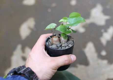 亀甲竜　実生株