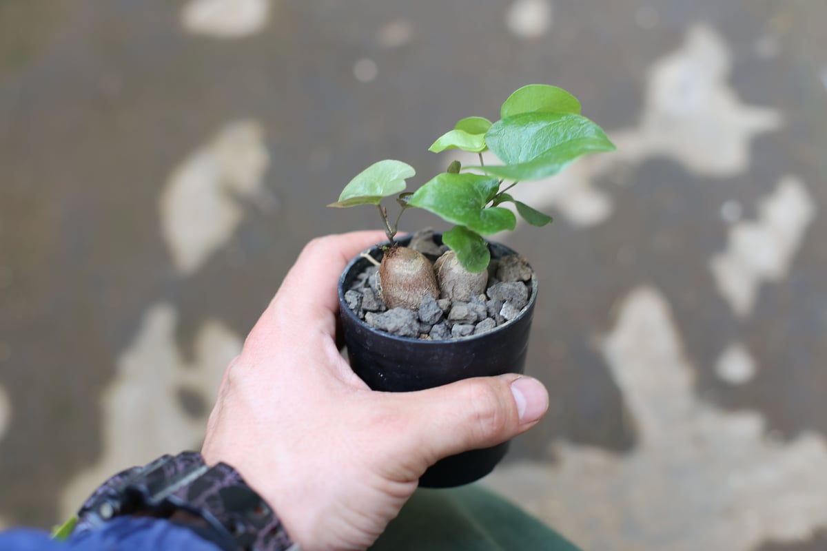 亀甲竜 実生株 | mana's farm:塊根植物・アガベ・ドライガーデン