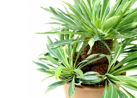 Euphorbia bupleurifolia 鉄甲丸