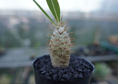 パキポディウム　カクチぺス　Pachypodium cactipes