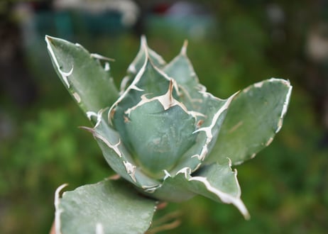 Agave titanota 白鯨 B NO.2