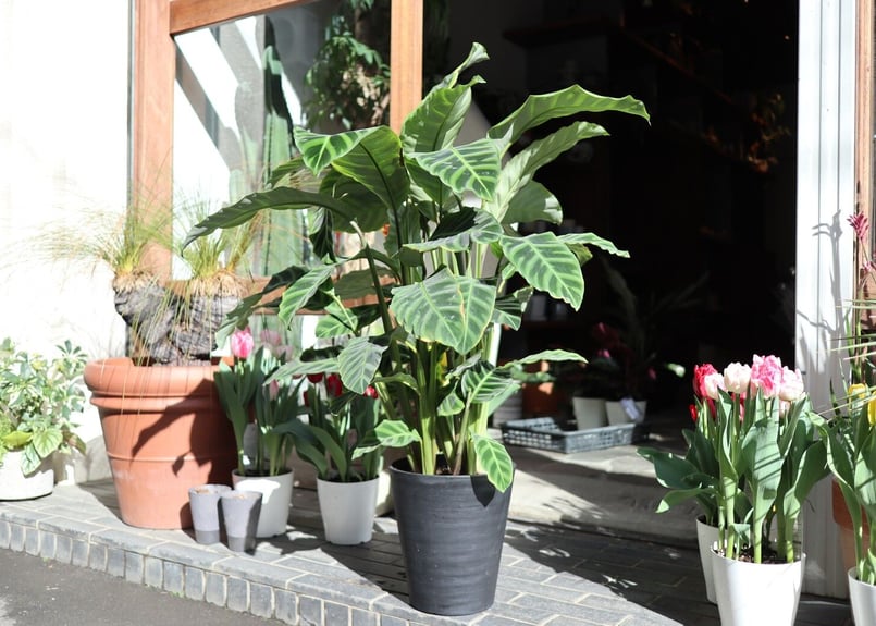 カラテア ゼブリナ | mana's farm:塊根植物・アガベ・ドライガーデン