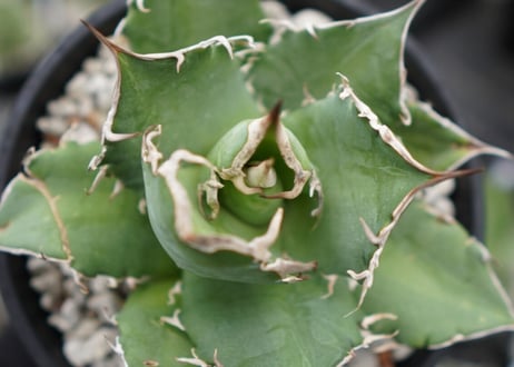 agave titanota 白鯨