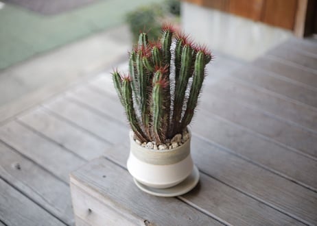 ユーフォルビア エノプラ　Euphorbia enopla