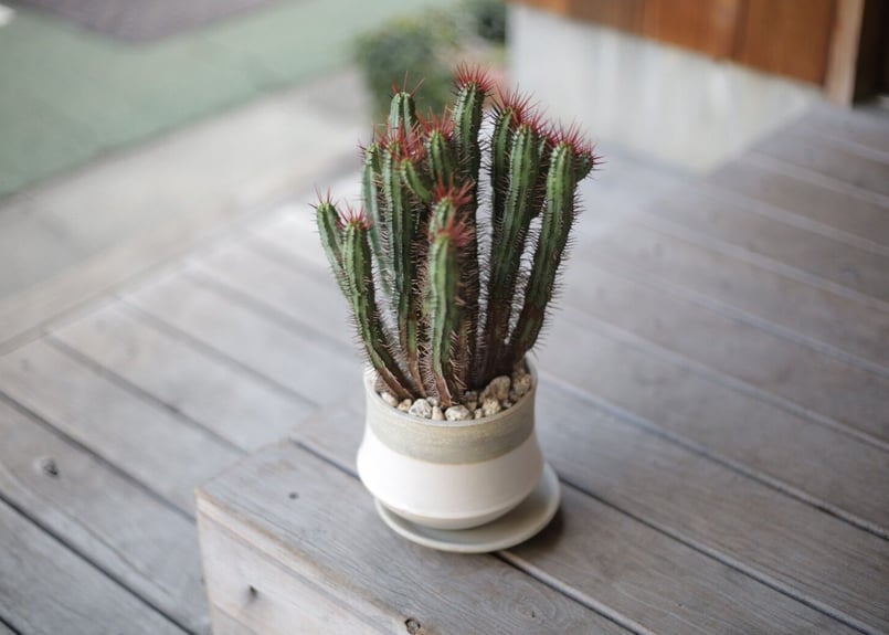 ユーフォルビア エノプラ Euphorbia enopla | mana's farm:塊根植