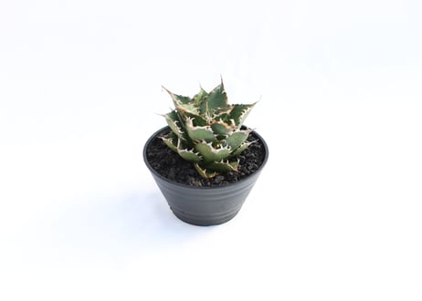 Agave titanota FO-76 compacta  no.２