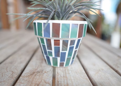 ディッキア コリスタミネア Dyckia choristaminea