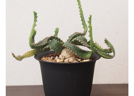 ユーフォルビア　ステラータ　Euphorbia stellata no.3