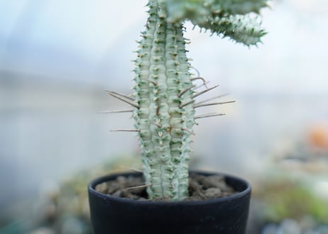 ユーフォルビア　ミルクトロン　Euphorbia mammillaris cv. variegat　No.3