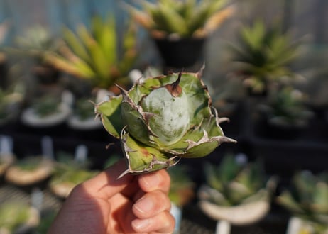agave　titanota　ブラックアンドブルー　No.6