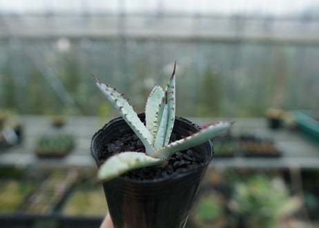 アガベ　屈原の舞扇 Agave 'Kutsugen no Maiougi'   No.2