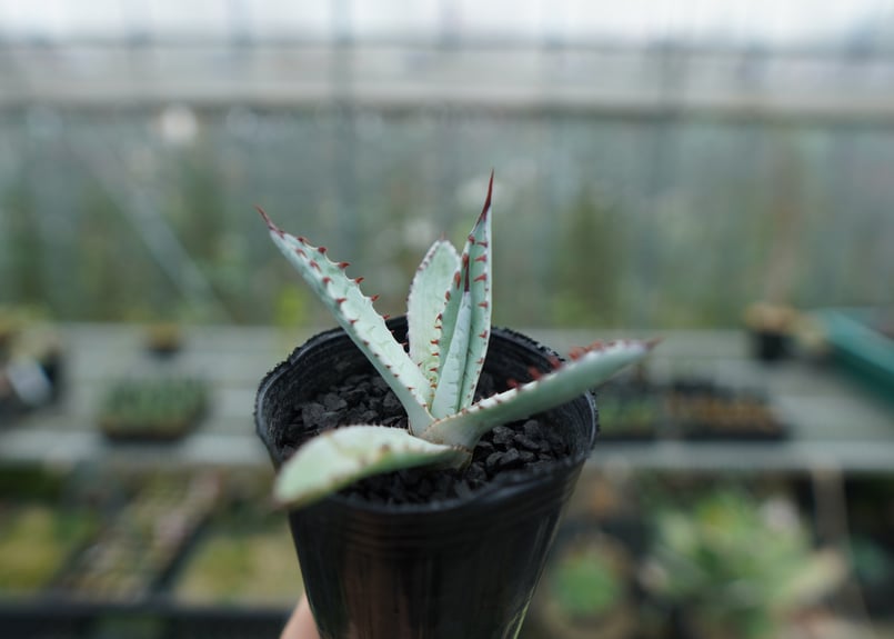 アガベ 屈原の舞扇 Agave 'Kutsugen no Maiougi' No.2 |