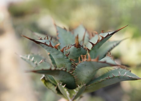 agave　oteroi　oaxaca　NO.10
